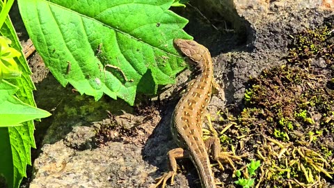 Two lizards on a stone next to a river / beautiful reptiles on a stone.