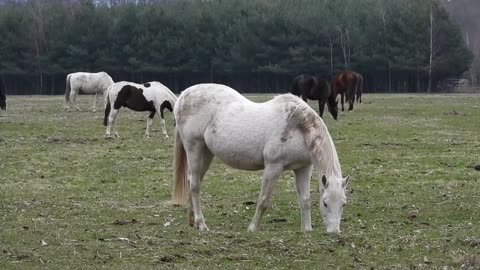 HORSES IN Freedom