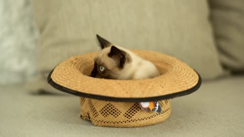 Siamese cat inside a hat