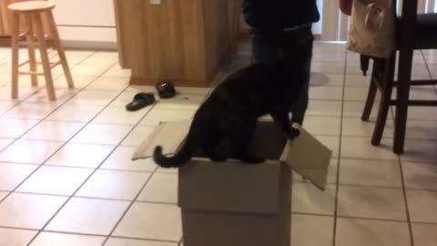 CALM KITTEN IS IN FOR A SUPRISE!!
