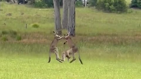 Fighting kangaroos interrupt weddingceremony