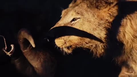 Lion Documentary of eating Food
