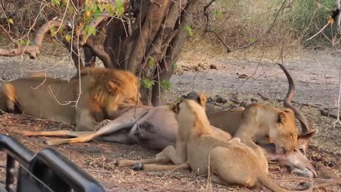 Lions caught a Kudu in Chobe National Park, Botswana #nature #safari #amazing #animals #wildlife