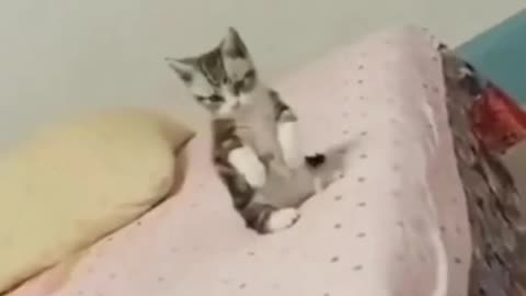 Kung fu cat