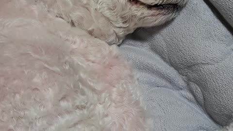 cute poodle snore