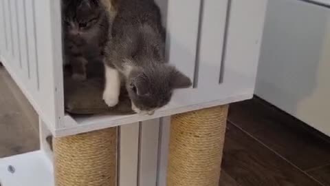 2 kittens playing