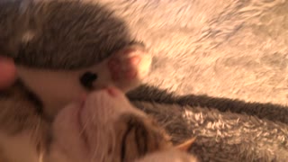 Adorable Kitten Fell Asleep with His Tongue Out