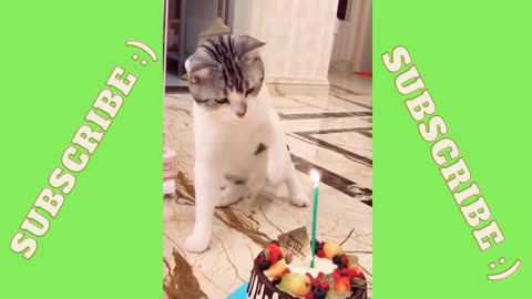 Cat trying to blow out a candle