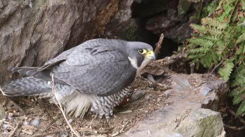 The Brutal Hawk Rips Wild Animals| Summary Of Hawk's Most Terrifying Attacks With Wild Animals