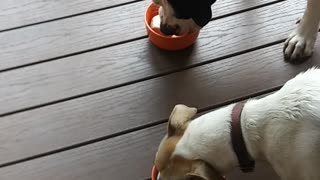 An Ice. Cream Treat For The Lads