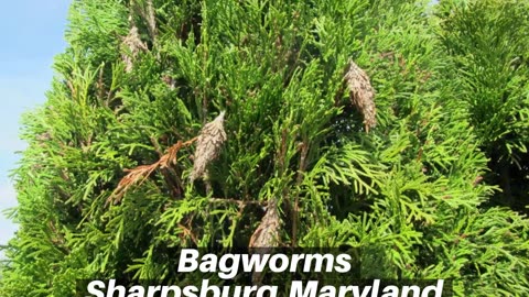 Bagworms Sharpsburg Maryland