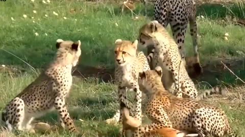 True battle of wild dog and Lions. Cheetah vs impala Lion . Part 3