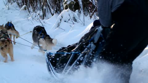 Amazing Husky Dog Sledding in Fairbanks, Alaska