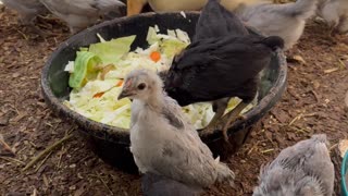 Morning Feeding The Chicks & Ducks