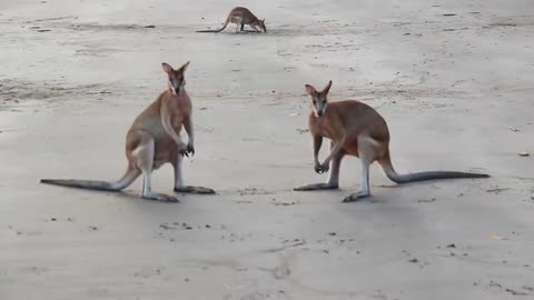 Wild Life | Wallaby Fight on the Beach | NatureLover | Save Animals