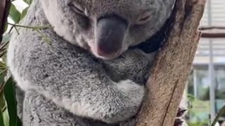 Koala with her new born baby