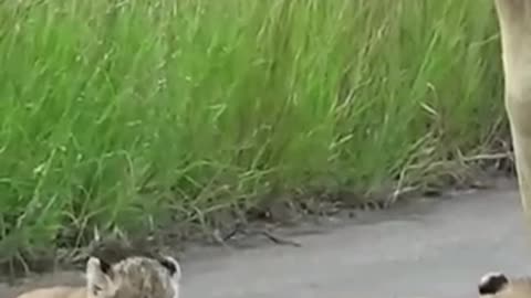 Tiny lion cubs - Trip with mom