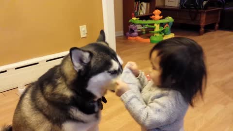 Baby Loves Siberian Husky Dog.