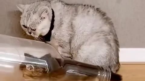 cute cat funny vdo