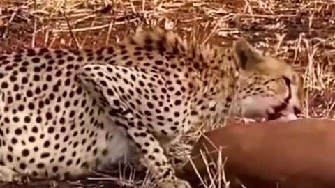 Cheetah predation
