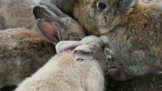 Did You Know? Ōkunoshima Island or Rabbit Island || FACTS || TRIVIA