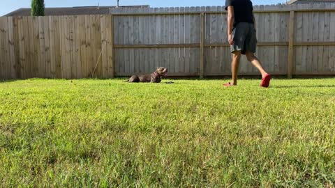XL Pitbull American Bully Playing Gone WRONG! 😫😩 (NBF KENNEL)