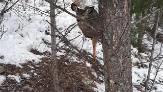 Deer Runs Up Hill, Gets Spooked after Seeing Me