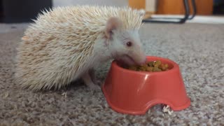 Hungry Hungry Hedgehog
