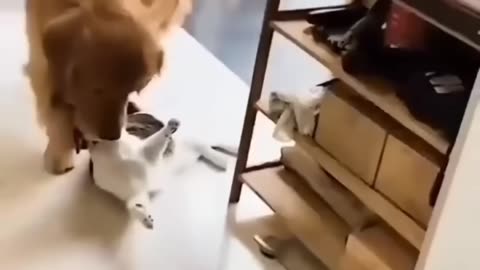 Cute dogs moments enjoy and Play with each other 😊😊