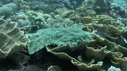 Submerged Wonders: Mesmerizing Underwater Fish Spectacle
