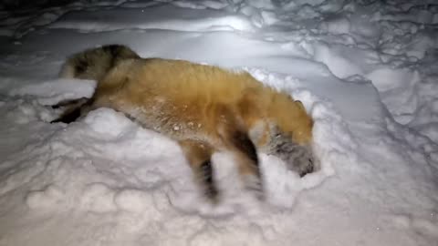 Finnegan fox dives through the snow!