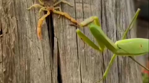 Praying Mantis Vs Scorpion playing or fighting