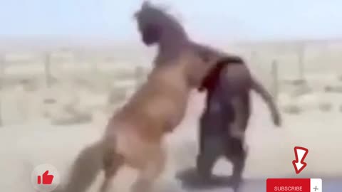 Horses funny Fight