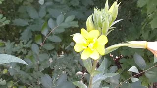 Evening Primrose