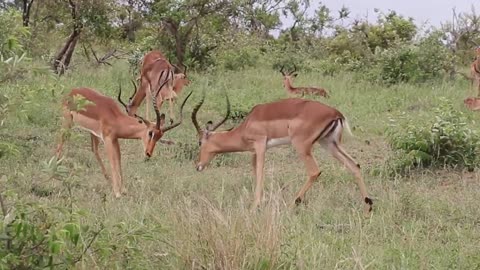 Impala Fighting