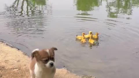 friends swimming with out pupy 🐶 🥰🥰😂😂