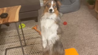 Surprised Pup Stands-Up