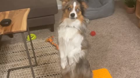 Surprised Pup Stands-Up