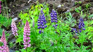 Lupines