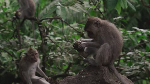 Monkey enjoying his Meal with little Sibling
