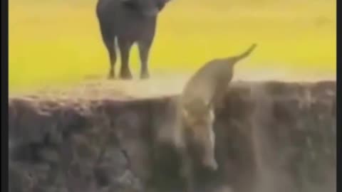 An amazing lion attacking buffalo