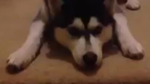 Extremely stubborn husky refuses to leave home