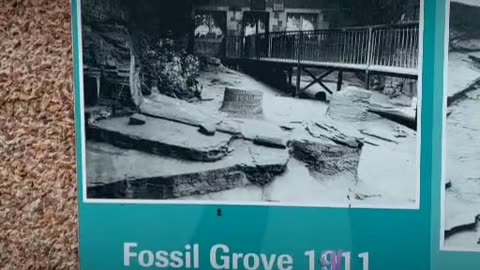 LIVE FROM SCOTLAND- FOSSIL GROVE GLASGOW 20/2/24