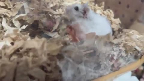 【ハムスター】砂の無い砂場に入るジャンガリアンハムスター【4K】Djungarian hamster entering a sandbox without sand