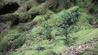 Calming video for a falling asleep. Forest and rain