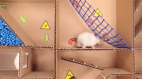 Hamster pets but with Traps in maze part 1