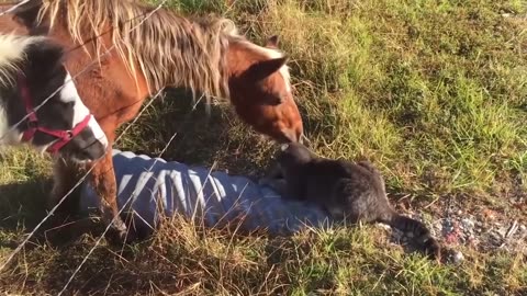 A beautiful video of a horse cuddling and playing with a cat and a dog