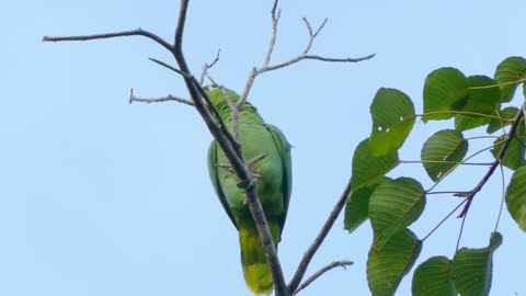 Green bird on the branch