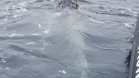 Whale Mugging Happens for First Time Whale Watchers