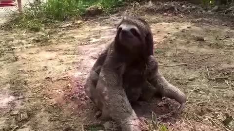 Baby sloth, mom reunited after Bolivia wildfire
